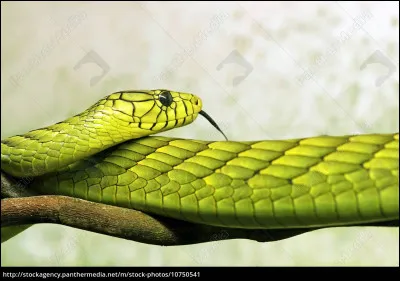 Quelle est cette espèce de serpent ?