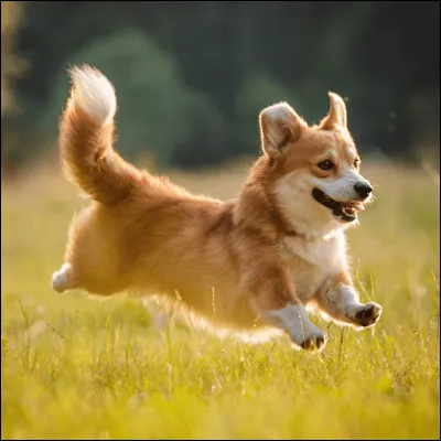 Quel est le nom de ce chien ?