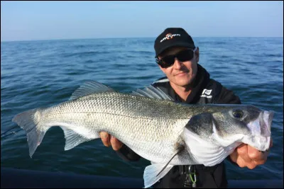 Le bar est un poisson.