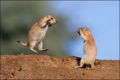 Le chien de prairie est un mammifère.