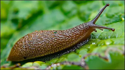 La limace est un mollusque.