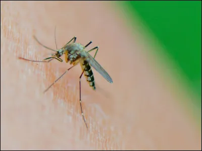 Le moustique est l'animal le plus mortel