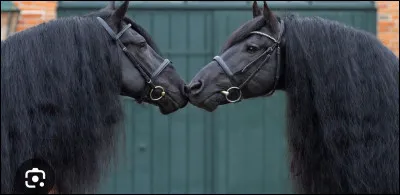 Quelle race aimez-vous ?
