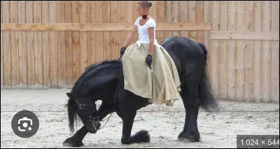 Quelle est votre figure de dressage préférée ?