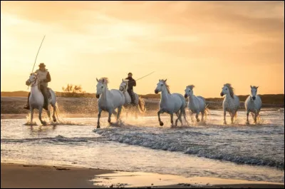 Quelle est votre allure préférée ?