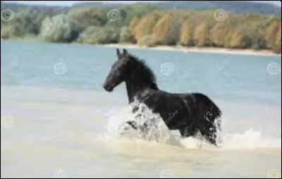 Que voulez-vous faire avec votre cheval ?