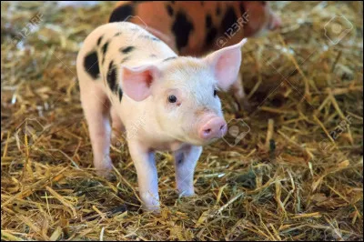 Le bébé de la truie est le...