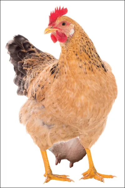 Préparation gourmande, dite lait de poule mais aussi chaud...