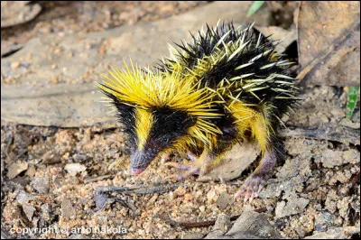Voici un tenrec zébré.