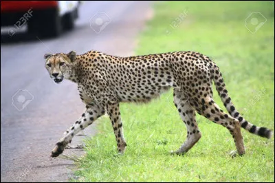Le guépard est l'être vivant le plus rapide.