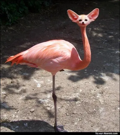 Malformation génétique d'un flamant rose...