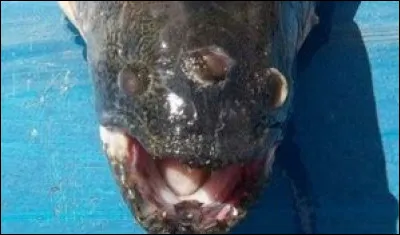 Malformation génétique d'un poisson...