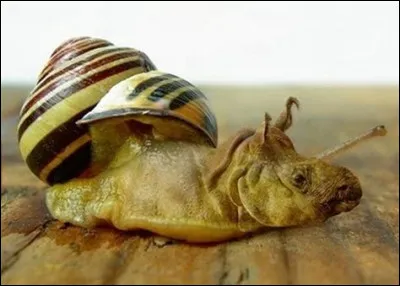 Malformation génétique d'un escargot de Bourgogne...