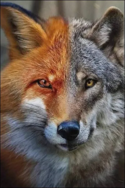 Le loup et le renard sont tous deux des...