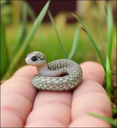 Et pour finir, quelle proposition n'est pas un nom de serpent ?