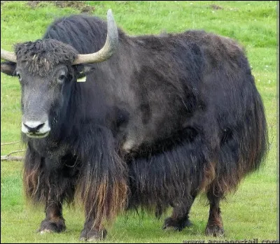 Et pour finir, penses-tu que le lait de yack se boit ?