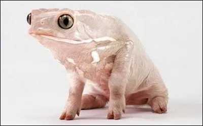 Le Glaucus tartilasux est...