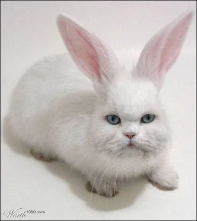 Le lappinostus castermix est...