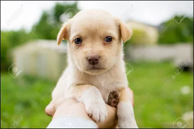 Combien d'esp&egrave;ces de canid&eacute;s existe-t-il ?