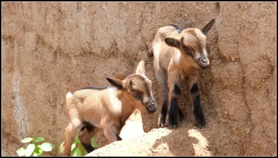 Quel est le bébé de la chèvre ?