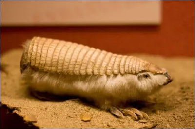 Quel est cette animal ?