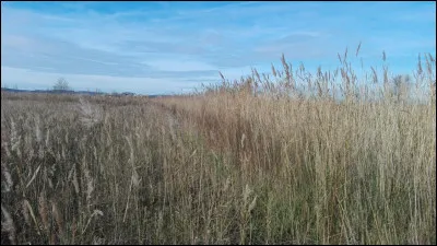Quel nom donne-t-on à un lieu planté de roseaux ?