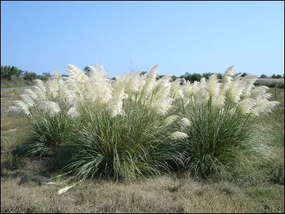 Quel est l'autre nom du roseau à plumes ?