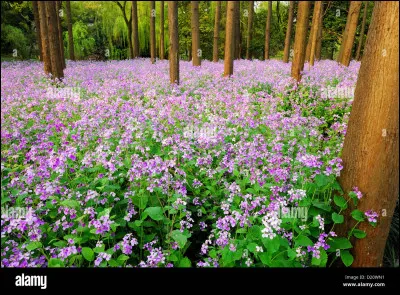 Trouvez le sens de l'expression : Déménager à la cloche de bois !