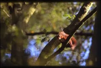 De ces trois animaux, lequel vit dans la forêt ?