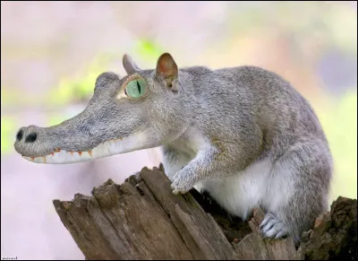 Le castrui d'Asie est...