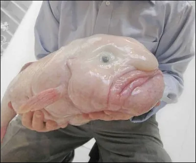 Le blobfish est...