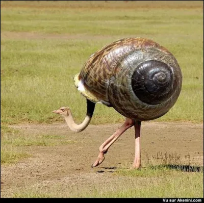 Cet animal est-il réel ou est-ce un montage ?