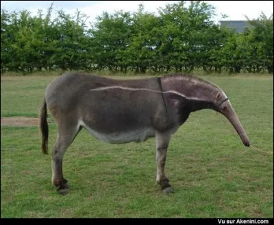 Cet animal est-il réel ou est-ce un montage ?