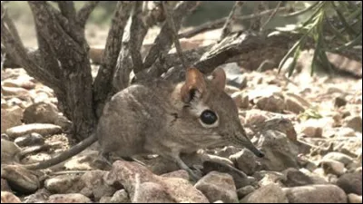 Cet animal est-il réel ou est-ce un montage ?