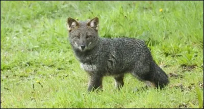 Cet animal est-il réel ou est-ce un montage ?