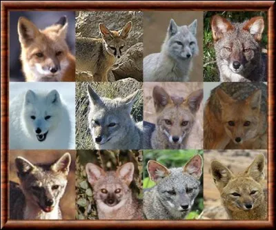 Combien d'espèces de renards existe-t-il ?