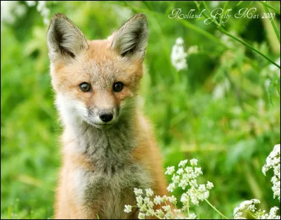 Comment appelle-t-on les bébés du renard ?