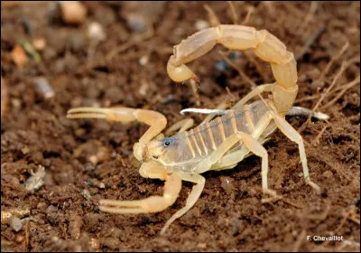 Le Scorpion languedocien se rencontre dans le Sud de la France, il est très présent sur la rive droite du Rhône et sa piqûre est mortelle.