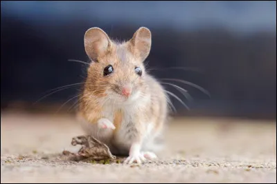 Te voilà apprenti, quelle proie attrapes-tu le plus facilement ?