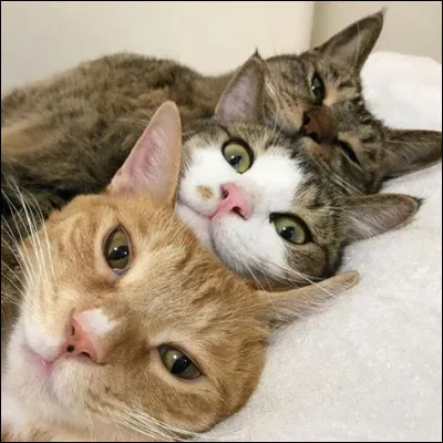 Combien existe-t-il d'espèces de chats ?