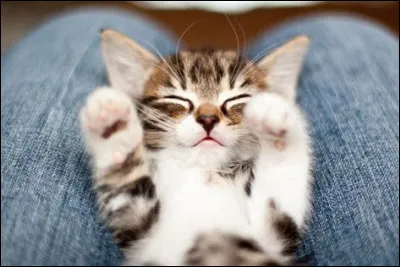 Quelle est la durée de vie moyenne d'un chat ?