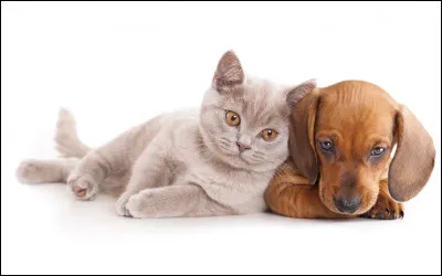 Tous les soirs, il faut que je pense ... nourrir mes animaux domestiques.