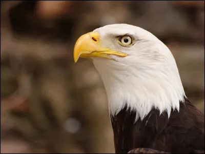 Comment s'appelle le petit de l'aigle ?