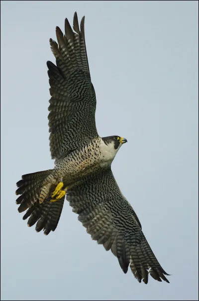 Quelle vitesse peut atteindre un faucon pèlerin en piqué ?