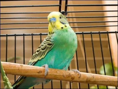 Qui est l'auteur de cette citation ? - "Un oiseau né en cage pense que voler est une maladie."