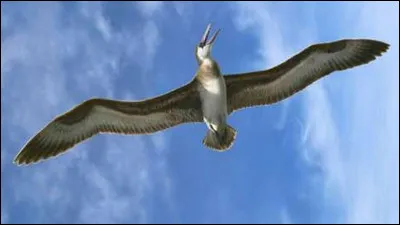 Quel oiseau possède la plus grande envergure ?