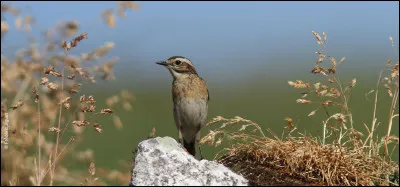 Qu'est-ce qu'un oiseau sans tête ?