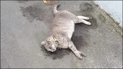 Comment veux-tu mourir ?