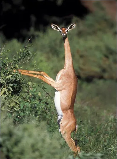 Voici une gazelle de Madagascar.
