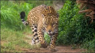 Quel est le nom de ce félin ?